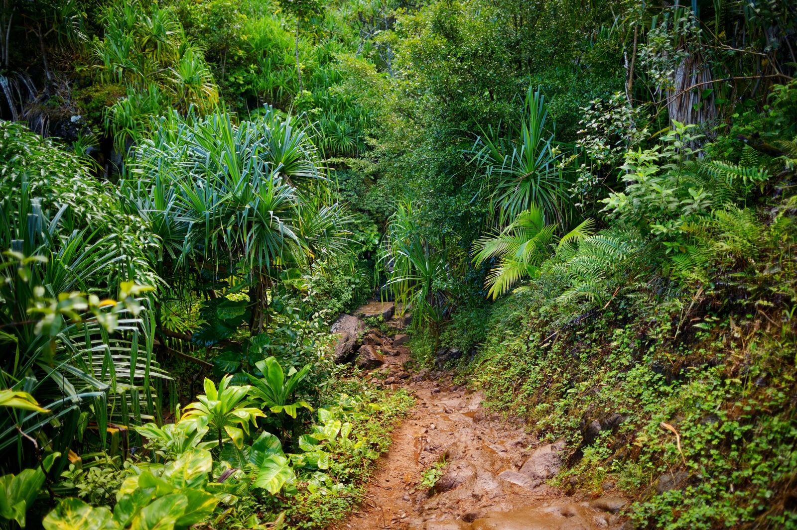 the kalalau trail with overgrown plants in the trail 