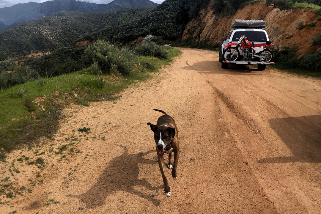 a brown and white dog running along a dirt road with an off-road vehicle