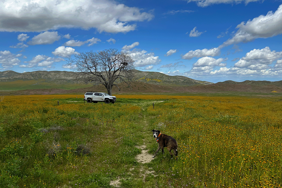a white off-road vehicle in a field with a brown dog in the foreground